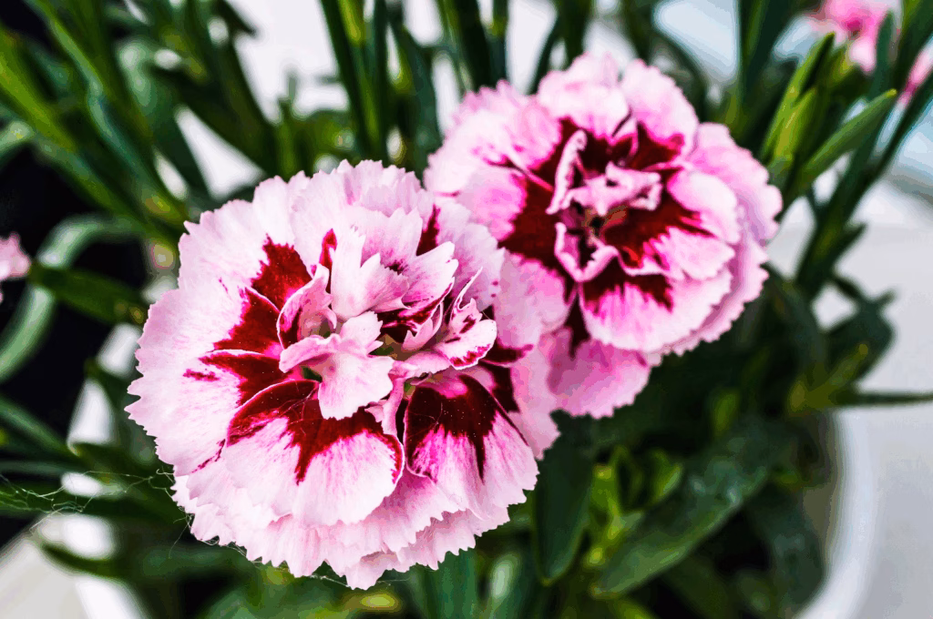How to Grow Dianthus Flowers: A Complete Beginner’s Guide