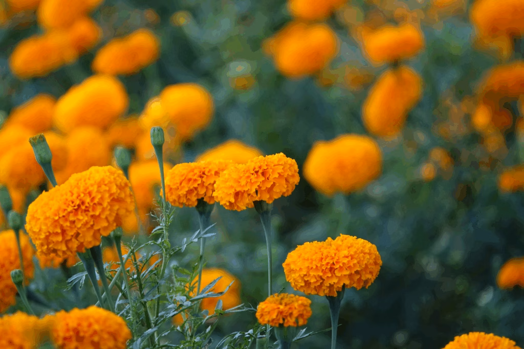 Best Marigold Seeds for Home Garden | Easy Growing Guide